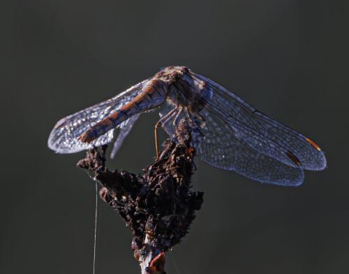 Réf. 350 601 : Sympetrum striolatum